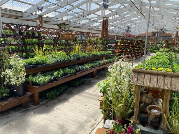 Benefits of Ordering Plants Online