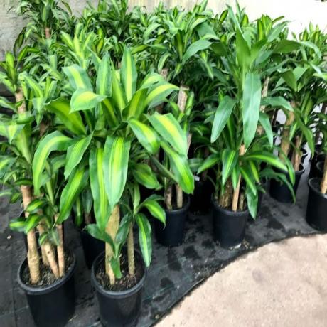 What Is the Happy Plant?